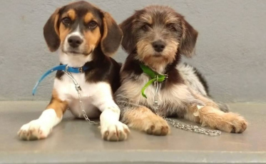 Inscrições abertas para o 11° Mutirão de Castração em Nova Veneza 