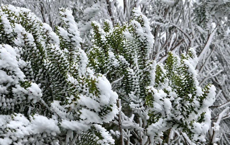 VÍDEO: SC registra cenário congelante com os primeiros flocos de neve de 2026