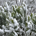 VÍDEO: SC registra cenário congelante com os primeiros flocos de neve de 2026