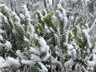 VÍDEO: SC registra cenário congelante com os primeiros flocos de neve de 2026