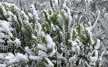 VÍDEO: SC registra cenário congelante com os primeiros flocos de neve de 2026