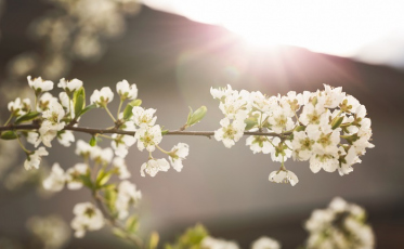 Aniversário de 5 anos – Nova Belluno