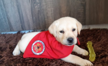 Bob, o novo filhote em treinamento para busca e resgate dos Bombeiros