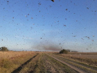 Nuvem de gafanhotos volta a preocupar agricultores brasileiros