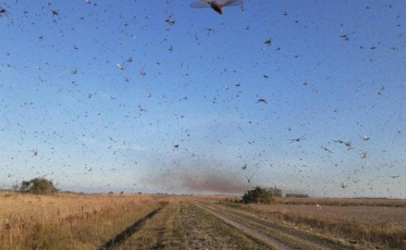 Governo do Estado monitora nuvem de gafanhotos na Argentina