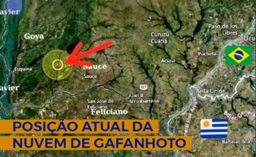 Nuvem de gafanhotos permanece na Argentina e se afasta da fronteira com o Brasil