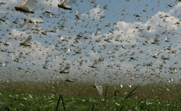 Pesquisadores da Epagri preveem chegada dos gafanhotos ao Uruguai