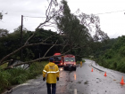 Árvore que obstruía parte da SC-108 foi retirada pelos bombeiros