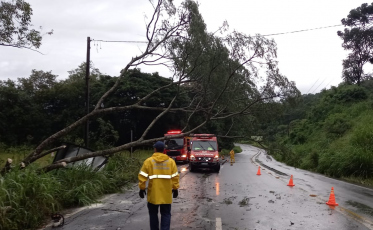 Árvore que obstruía parte da SC-108 foi retirada pelos bombeiros