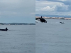 'Bastante raro': cena impressionante mostra orcas em caça a golfinhos em SC
