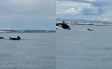 'Bastante raro': cena impressionante mostra orcas em caça a golfinhos em SC