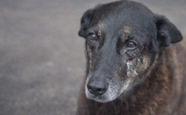 Polícia Civil conclui caso do cão Orelha e pede internação de adolescente