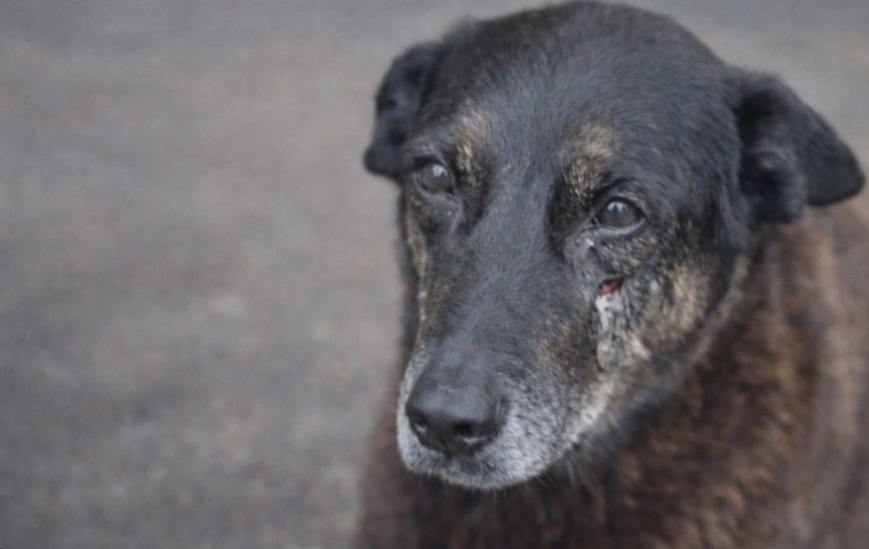 Polícia Civil conclui caso do cão Orelha e pede internação de adolescente