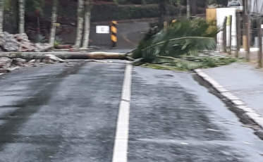 Criciúma: Muro cede e palmeira invade pista 