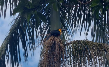 Pesquisadores da Epagri identificam áreas para produção de açaí em SC