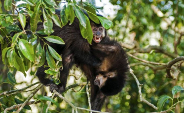 Macacos do Parque Ecológico de Maracajá não são ameaças para Febre Amarela