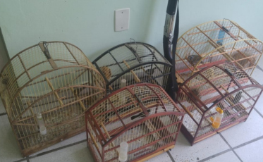 Suspeito de caça ilegal de pássaros é preso em Pedras Grandes