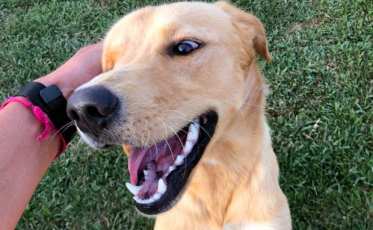 A partir de agora, animais domésticos a pacientes internados