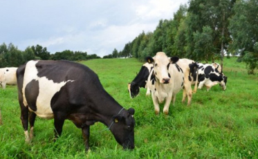 Estado investe R$ 7,2 milhões para incentivar a produção de leite e carne