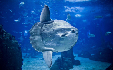 Um exemplar do maior e mais pesado peixe ósseo do mundo chegou na Unesc