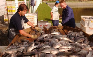 Santa Catarina é o quinto colocado no ranking de piscicultura