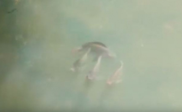 Peixes são encontrados no Rio Criciúma (VÍDEO)