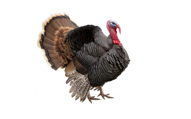 O peru de Ação de Graças