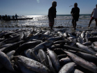 Reunião emergencial deve definir reabertura da pesca da tainha em SC