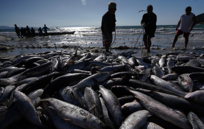 Reunião emergencial pode definir reabertura da pesca da tainha em SC