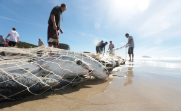 Governo publica medidas de proteção para pesca da tainha