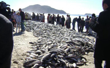 Pesca da tainha: Santa Catarina tem cota demais de 3,4 mil toneladas em 2018