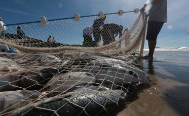 Estado protocola ação no STF para derrubada das cotas para a pesca artesanal da tainha