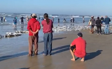 Somente nesta terça-feira, cerca de 18 toneladas de tainha foram capturadas no Sul (VÍDEO) 
