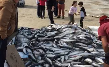 Pescadores comemoram safra da tainha (VÍDEO) 