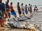 Vitória dos pescadores: pesca da tainha será liberada no Sul de SC