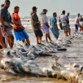 Vitória dos pescadores: pesca da tainha será liberada no Sul de SC