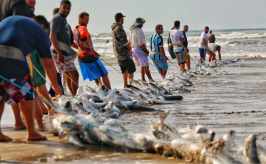 Vitória dos pescadores: pesca da tainha será liberada no Sul de SC