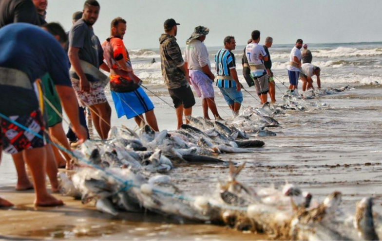 Vitória dos pescadores: pesca da tainha será liberada no Sul de SC