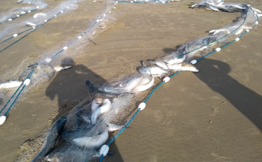 Pescadores com dificuldades para acessar o auxílio emergencial