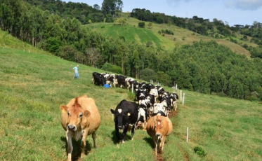 Pesquisa da Epagri visa reduzir emissão de gases do efeito estufa na pecuária catarinense