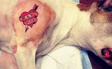Proibição de tatuagens e piercings em animais de estimação vai a votação no Senado