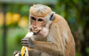 A fábula dos 5 macacos