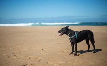 Fogos, calor e viagens: especialistas alertam para riscos aos pets