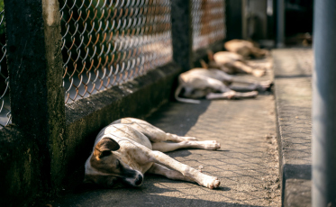 Criciúma orienta população sobre cuidados em casos de animais abandonados