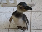  Pinguim é resgatado no Rincão