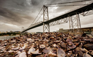 Serviços de manutenção vão evitar novas interdições das pontes de acesso a Florianópolis