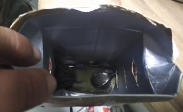 PRF apreende passarinhos escondidos em caixas de leite