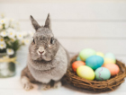 Qual a relação de coelho e Páscoa? Entenda os símbolos da data