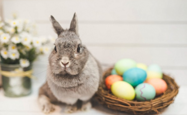 Qual a relação de coelho e Páscoa? Entenda os símbolos da data