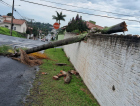 Região Carbonífera registra queda de árvores após temporal